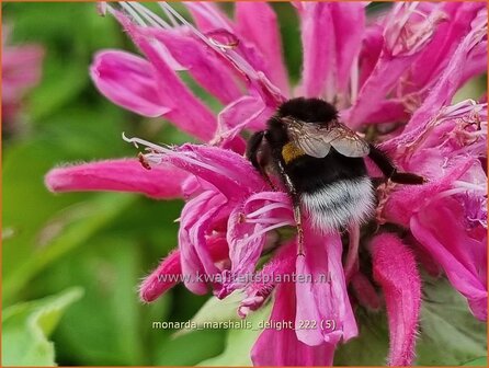 Monarda &#039;Marshall&#039;s Delight&#039; | Bergamotplant, Indianennetel | Indianernessel | Beebalm