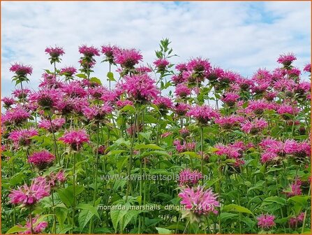 Monarda &#039;Marshall&#039;s Delight&#039; | Bergamotplant, Indianennetel | Indianernessel | Beebalm