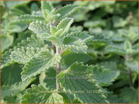 Nepeta faassenii &#039;Junior Walker&#039; | Grijs kattenkruid, Kattenkruid | Blaue Katzenminze | Garden Catmint