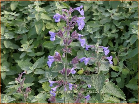 Nepeta faassenii &#039;Junior Walker&#039; | Grijs kattenkruid, Kattenkruid | Blaue Katzenminze | Garden Catmint