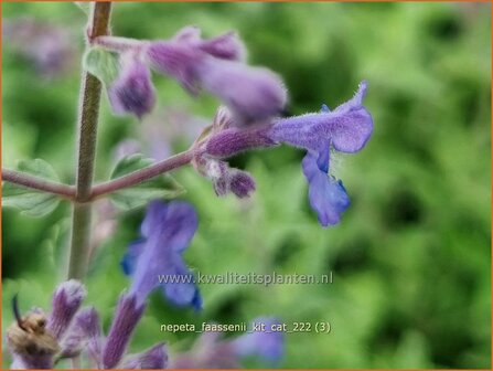 Nepeta faassenii &#039;Kit Cat&#039; | Grijs kattenkruid, Kattenkruid | Blaue Katzenminze | Garden Catmint