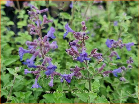 Nepeta faassenii &#039;Kit Cat&#039; | Grijs kattenkruid, Kattenkruid | Blaue Katzenminze | Garden Catmint