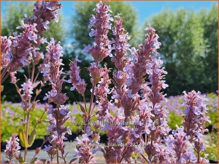 Nepeta &#039;Veluw&#039;s Blauwtje&#039; | Kattenkruid | Katzenminze | Catmint