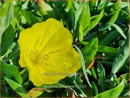 Oenothera macrocarpa | Teunisbloem | Missouri-Nachtkerze | Missouri Evening Primrose