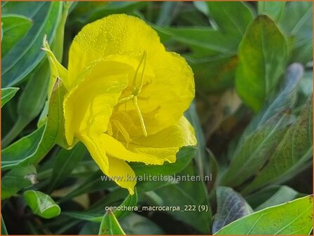 Oenothera macrocarpa | Teunisbloem | Missouri-Nachtkerze | Missouri Evening Primrose