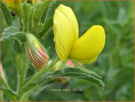 Ononis natrix | Geel stalkruid, Stalkruid | Gelbbl&uuml;hende Hauhechel | Yellow Restharrow