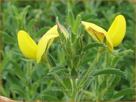 Ononis natrix | Geel stalkruid, Stalkruid | Gelbbl&uuml;hende Hauhechel | Yellow Restharrow