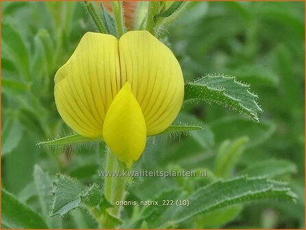 Ononis natrix | Geel stalkruid, Stalkruid | Gelbbl&uuml;hende Hauhechel | Yellow Restharrow