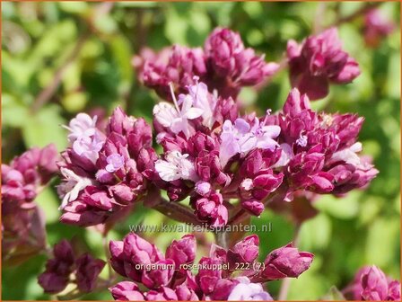 Origanum &#039;Rosenkuppel&#039; | Marjolein, Majoraan | Dost | Oregano