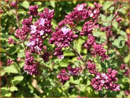 Origanum &#039;Rosenkuppel&#039; | Marjolein, Majoraan | Dost | Oregano