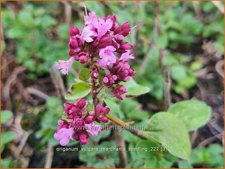 Origanum vulgare &#039;Marchants Seedling&#039; | Wilde marjolein, Oregano, Marjolein, Majoraan | Gew&ouml;hnlicher Dost | Wild Ore