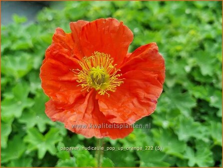 Papaver nudicaule &#039;Pop-up Orange&#039; | IJslandse papaver, Papaver, Klaproos | Island-Mohn | Iceland Poppy