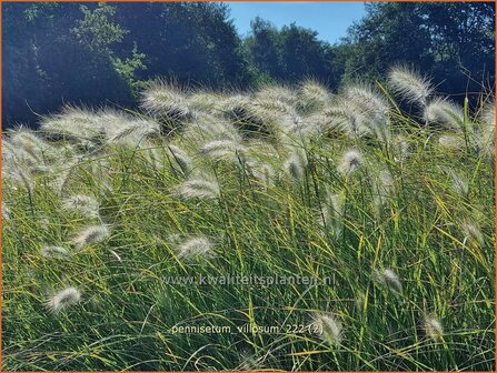 Pennisetum villosum | Zacht lampenpoetsersgras, Borstelveergras | Wolliges Lampenputzergras | Feathertop