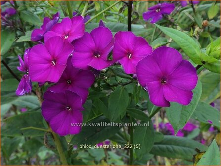 Phlox &#039;D&uuml;sterlohe&#039; | Hoge vlambloem, Vlambloem, Flox, Floks | Hohe Flammenblume | Border Phlox