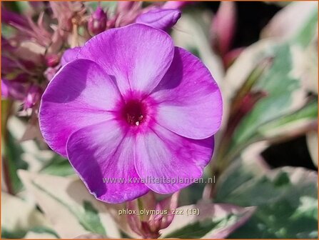 Phlox &#039;Olympus&#039; | Hoge vlambloem, Vlambloem, Flox, Floks | Hohe Flammenblume | Border Phlox