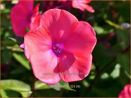 Phlox &#039;Spitfire&#039; | Hoge vlambloem, Vlambloem, Flox, Floks | Hohe Flammenblume | Border Phlox