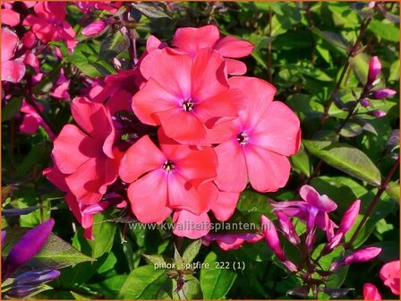 Phlox &#039;Spitfire&#039; | Hoge vlambloem, Vlambloem, Flox, Floks | Hohe Flammenblume | Border Phlox