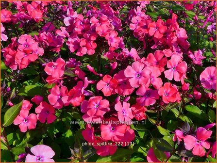 Phlox &#039;Spitfire&#039; | Hoge vlambloem, Vlambloem, Flox, Floks | Hohe Flammenblume | Border Phlox