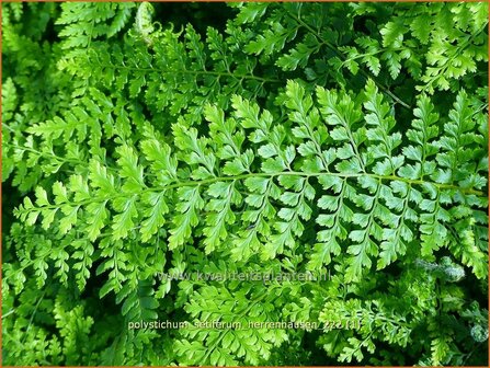 Polystichum setiferum &#039;Herrenhausen&#039; | Zachte naaldvaren, Naaldvaren | Filigranfarn | Soft Shield Fern