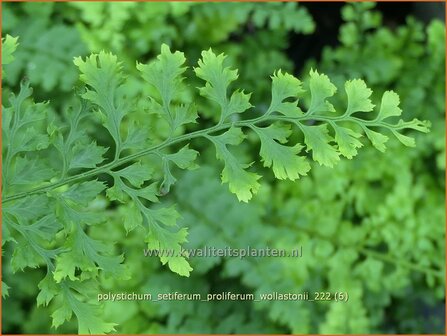 Polystichum setiferum &#039;Proliferum Wollastonii&#039; | Zachte naaldvaren, Naaldvaren | Filigranfarn | Soft Shield Fern