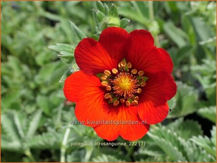 Potentilla atrosanguinea | Donkere bloedrode ganzerik, Ganzerik | Blutrotes-Fingerkraut | Himalayan Cinquefoil