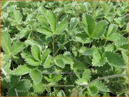 Potentilla atrosanguinea | Donkere bloedrode ganzerik, Ganzerik | Blutrotes-Fingerkraut | Himalayan Cinquefoil