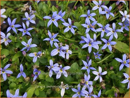 Pratia pedunculata &#039;County Park&#039; | Gazonlobelia | Teppich-Scheinlobelie | Blue Star Creeper