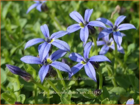 Pratia pedunculata &#039;County Park&#039; | Gazonlobelia | Teppich-Scheinlobelie | Blue Star Creeper