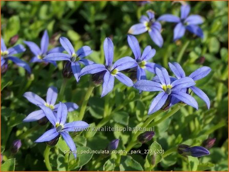 Pratia pedunculata &#039;County Park&#039; | Gazonlobelia | Teppich-Scheinlobelie | Blue Star Creeper