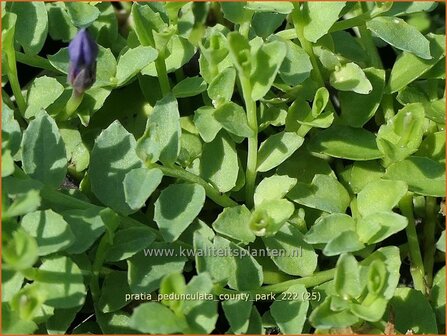 Pratia pedunculata &#039;County Park&#039; | Gazonlobelia | Teppich-Scheinlobelie | Blue Star Creeper