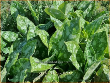 Pulmonaria &#039;Spot On&#039; | Longkruid | Lungenkraut | Lungwort