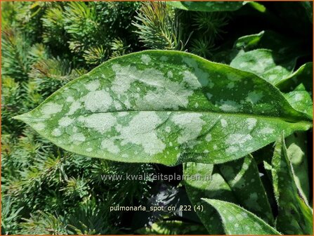 Pulmonaria &#039;Spot On&#039; | Longkruid | Lungenkraut | Lungwort