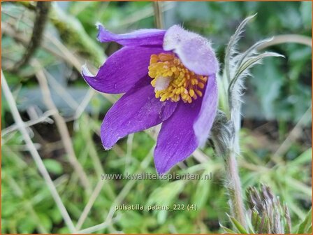 Pulsatilla patens | Wildemanskruid | Finger-Kuhschelle | Eastern Pasque Flower