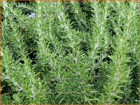 Rosmarinus officinalis &#039;Blue Rain&#039; | Rozemarijn | Rosmarin | Common Rosemary