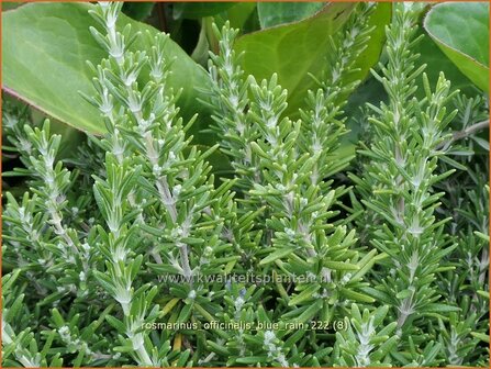 Rosmarinus officinalis &#039;Blue Rain&#039; | Rozemarijn | Rosmarin | Common Rosemary