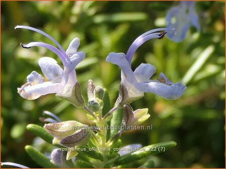 Rosmarinus officinalis &#039;Corsican Blue&#039; | Rozemarijn | Rosmarin | Common Rosemary