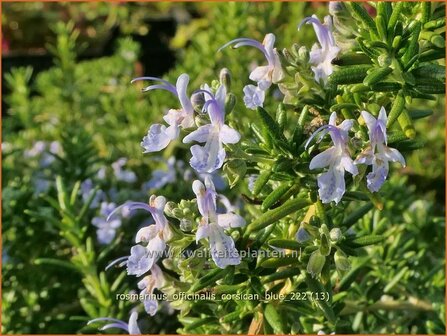 Rosmarinus officinalis &#039;Corsican Blue&#039; | Rozemarijn | Rosmarin | Common Rosemary