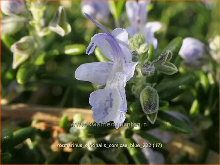 Rosmarinus officinalis &#039;Corsican Blue&#039; | Rozemarijn | Rosmarin | Common Rosemary