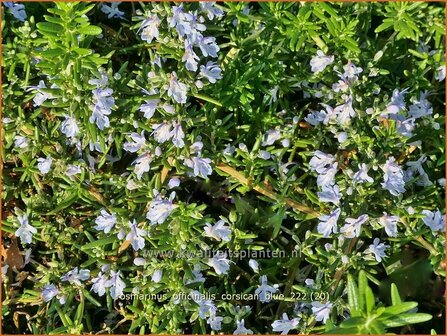 Rosmarinus officinalis &#039;Corsican Blue&#039; | Rozemarijn | Rosmarin | Common Rosemary