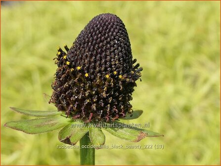 Rudbeckia occidentalis &#039;Black Beauty&#039; | Zonnehoed | Westlicher Sonnenhut | Western Coneflower