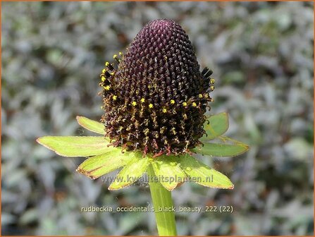 Rudbeckia occidentalis &#039;Black Beauty&#039; | Zonnehoed | Westlicher Sonnenhut | Western Coneflower