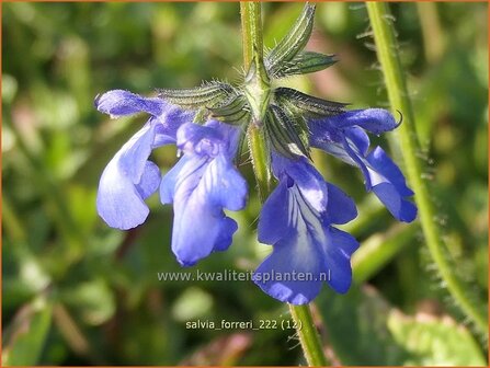 Salvia forreri | Salie, Salvia | Salbei | Sage