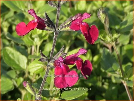 Salvia greggii &#039;Cherry Lips&#039; | Herfstsalie, Salie, Salvia | Herbst-Strauch-Salbei | Autumn Sage