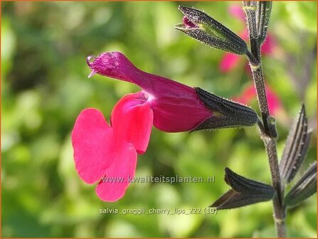 Salvia greggii &#039;Cherry Lips&#039; | Herfstsalie, Salie, Salvia | Herbst-Strauch-Salbei | Autumn Sage