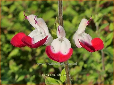 Salvia &#039;Little Kiss&#039; | Salie, Salvia | Salbei | Sage