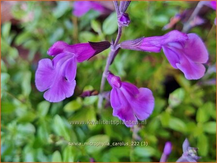 Salvia microphylla &#039;Carolus&#039; | Salie, Salvia | Johannisbeersalbei | Blackcurrant Sage