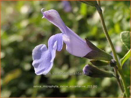 Salvia microphylla &#039;Delice Aquamarine&#039; | Salie, Salvia | Johannisbeersalbei | Blackcurrant Sage