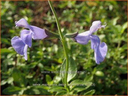 Salvia microphylla &#039;Delice Aquamarine&#039; | Salie, Salvia | Johannisbeersalbei | Blackcurrant Sage