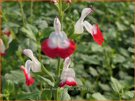 Salvia microphylla &#039;Hot Lips&#039; | Salie, Salvia | Johannisbeersalbei | Blackcurrant Sage