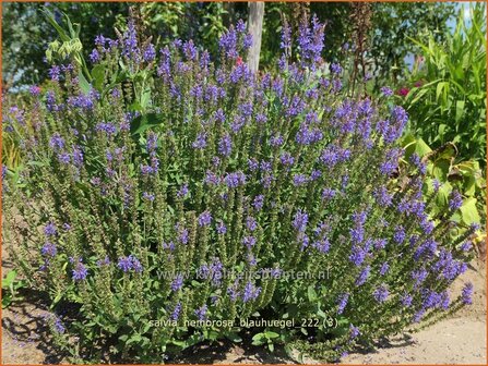 Salvia nemorosa &#039;Blauh&uuml;gel&#039; | Bossalie, Salie, Salvia | Steppensalbei | Woodland Sage